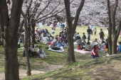 hanami