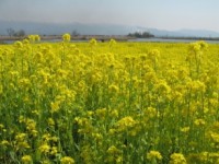 福島潟の菜の花畑